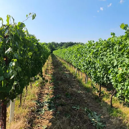 Alojamento de Turismo Rural Borgo Iris - Wine Farm Near Cortona