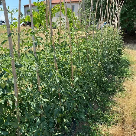 Borgo Iris - Wine Farm Near Cortona