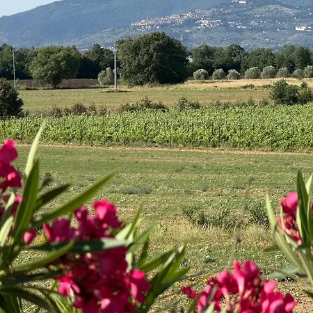 Borgo Iris - Wine Farm Near Cortona * Petraia
