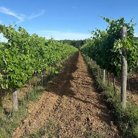 Alojamento de Turismo Rural Borgo Iris - Wine Farm Near Cortona Petraia